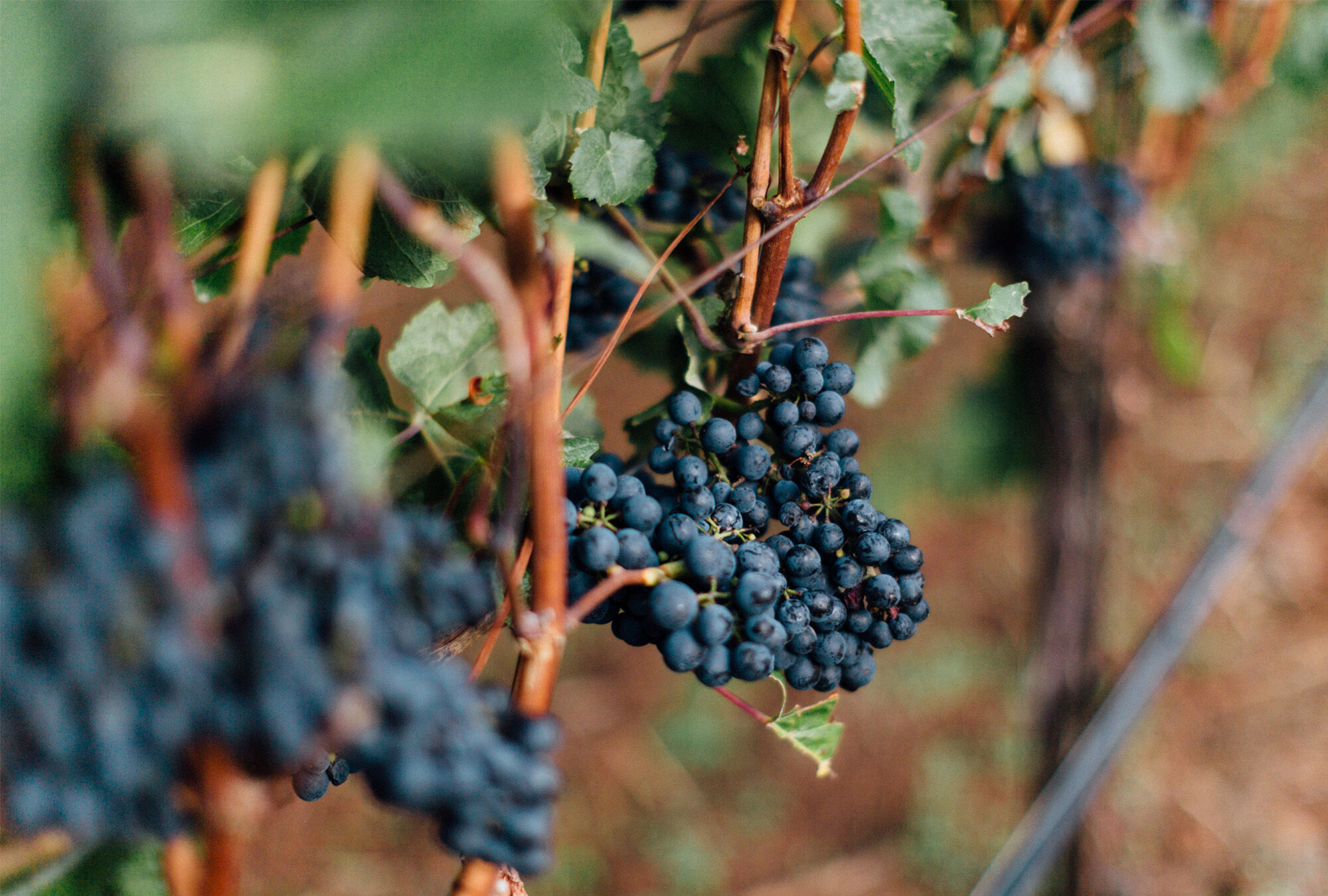 Cluster of grapes on a vineyard vine
